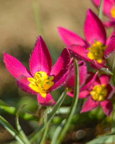 Botanical Tulip pulchella Violacae yellow base